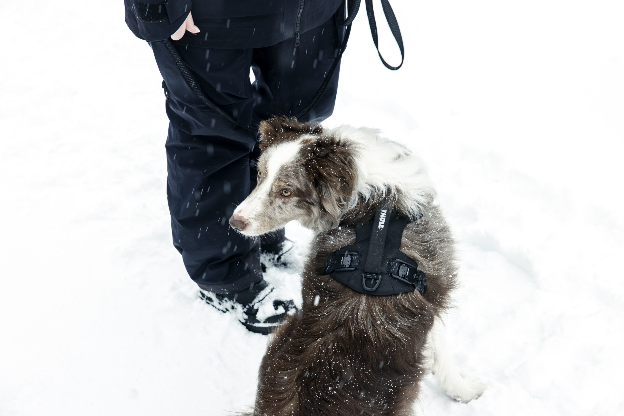 Thule Dart Hundegeschirr (black) – Bild 5
